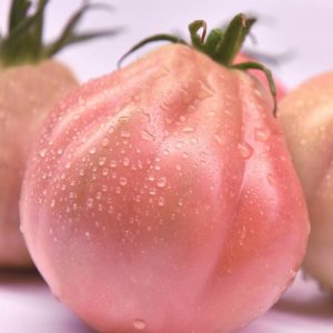 Tomate Rosamunda F1 ISI SEMENTI