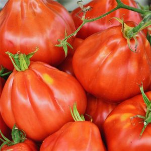 Tomate Liguria 500 sem