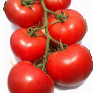 Tomate Mahitos F1