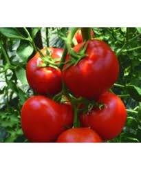 Tomate Minaret F1