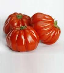 Tomate Rugantino F1