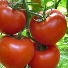 Tomate Gravitet F1