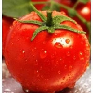 Tomate Sandoline F1
