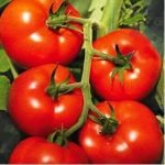 Tomate Izmir F1