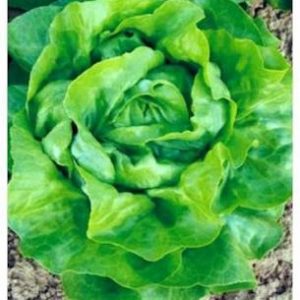 Salata Touareg Seminis, Drajata