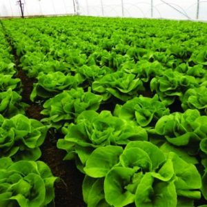 Seminte salata Shangore  Syngenta 5000 sem DRAJATE / NEDRAJATE