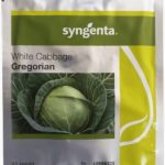 SEMINTE VARZA GREGORIAN F1 2500 SEM, SYNGENTA