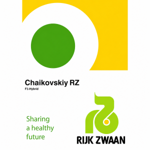 Castraveți Chaikovskiy F1 – hibrid partenocarpic cu producție ridicată și fructe premium
